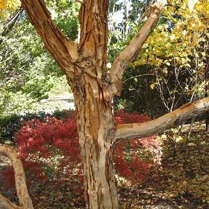 Acer triflorum,Three-Flowered Maple,  Tree with fall color, Fall color, Attractive bark Tree, Peeling Bark